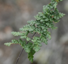 Cheilanthes contracta