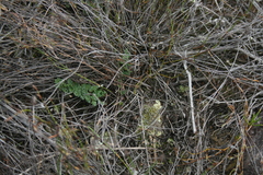 Cheilanthes contracta