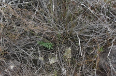 Cheilanthes contracta