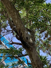 Cryptotympana atrata