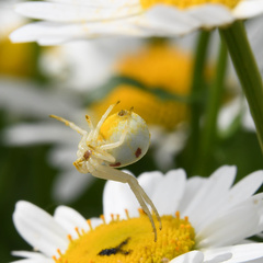 Misumena vatia