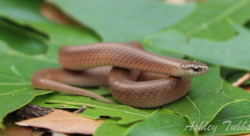 Smooth Earthsnake