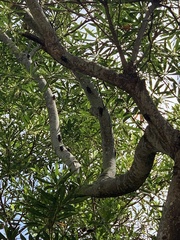 Cryptotympana atrata