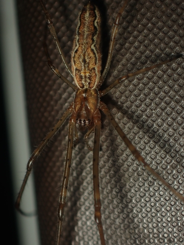 Tetragnatha versicolor
