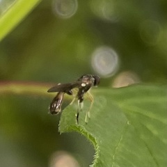 Spheginina