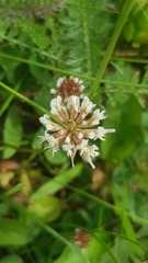 Trifolium repens