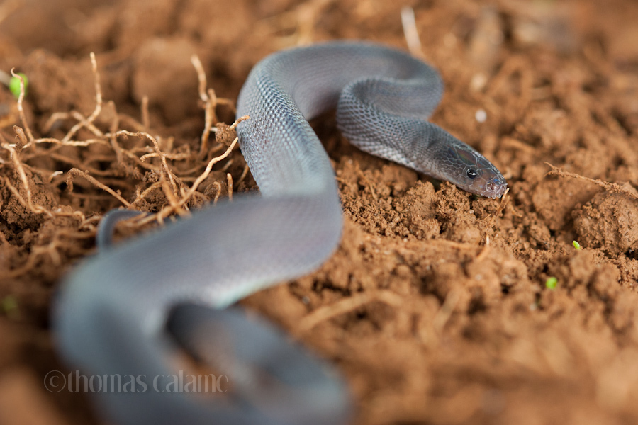 Bearded Snake