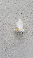 Spilosoma urticae