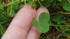 Trifolium repens