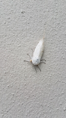 Spilosoma urticae