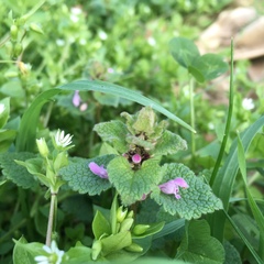 Lamium purpureum purpureum