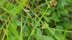 Trifolium repens