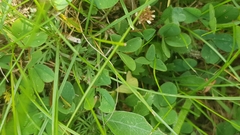 Trifolium repens