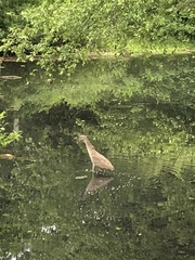 Nycticorax nycticorax