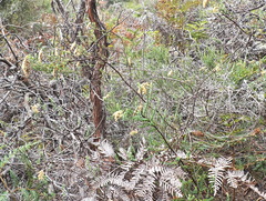 Ozothamnus obcordatus