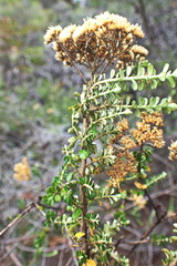 Ozothamnus obcordatus