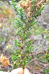 Ozothamnus obcordatus