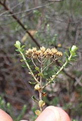 Ozothamnus obcordatus