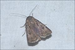 Agrotis radians
