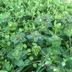 Lamium purpureum purpureum