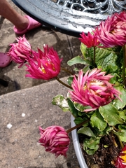 Asteraceae