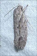 Agriophara leptosemela