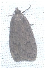 Garrha repandula