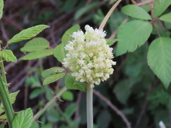 Allium