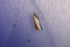 Acompsia cinerella