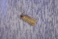 Acompsia cinerella