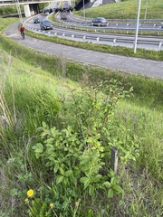 Syringa × henryi