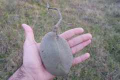 Aspidosperma quebracho-blanco