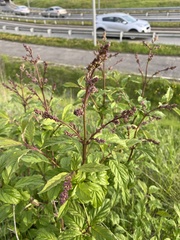Syringa × henryi