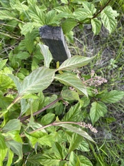 Syringa × henryi