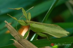 Cryptophyllium chrisangi