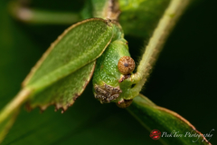 Cryptophyllium chrisangi