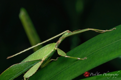 Cryptophyllium chrisangi
