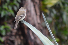 Empidonax