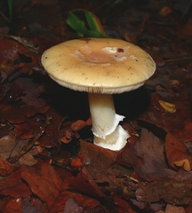 Amanita toxica