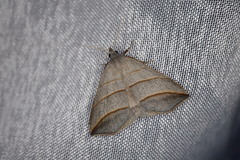 Colobochyla salicalis