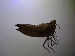 Anax imperator
