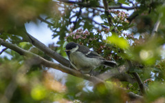 Parus major
