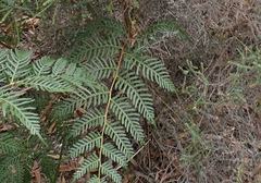 Pteridium esculentum esculentum