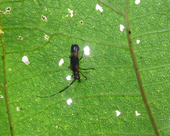 Cuicirama spectabilis