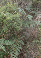 Pteridium esculentum esculentum