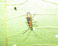 Cuicirama spectabilis