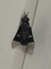 Chrysops cincticornis