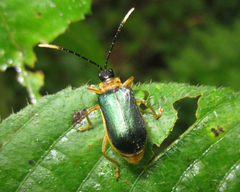 Paratriarius