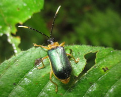 Paratriarius