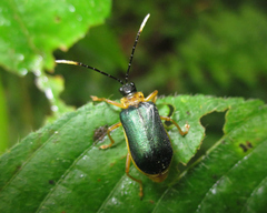 Paratriarius